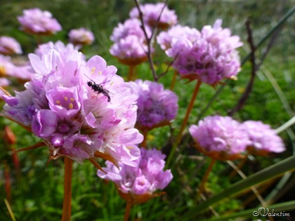 [P1010473%255B8%255D.jpg]