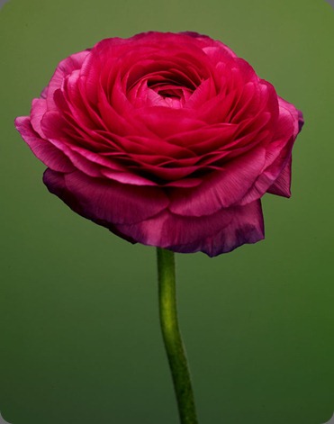 021610_lilabdesign-009023 Holly Stewart Photography 021610_lilabdesign-009023 Holly Stewart Photography