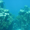  Scuba Dive Buck Island Reef