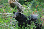 glacier_national_park_-_2009