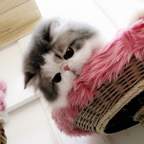 [hope-cat-instagram-15%255B2%255D.jpg]