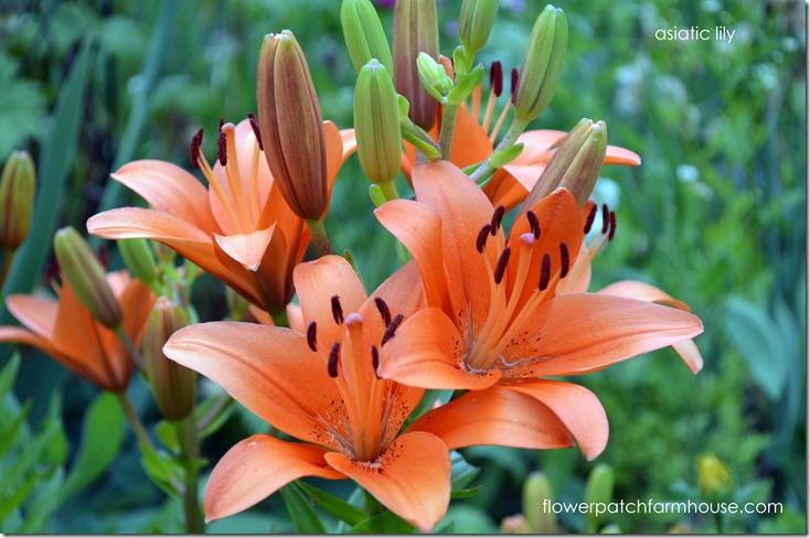 asiatic lily