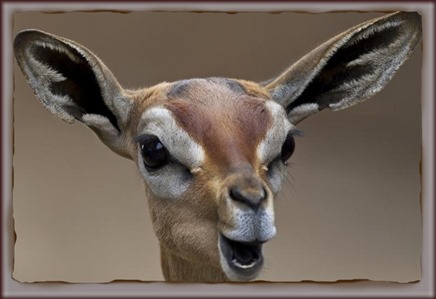 Amazing Animal Pictures Gerenuk (5)