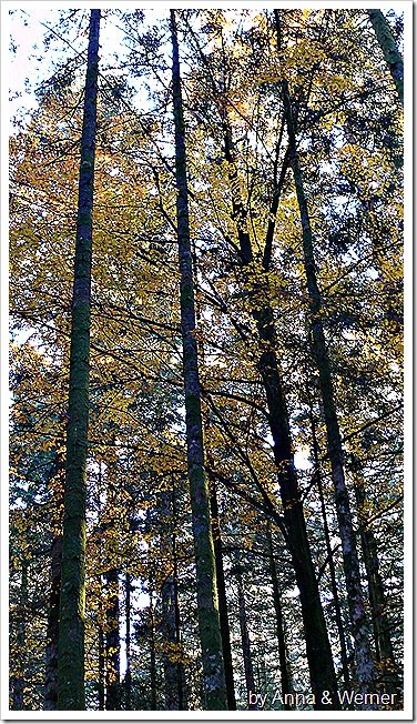 2011_10_29_050_Peternhofwald 2011_10_29_050_Peternhofwald