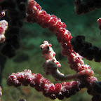 Pygmy seahorse (Malapascua)