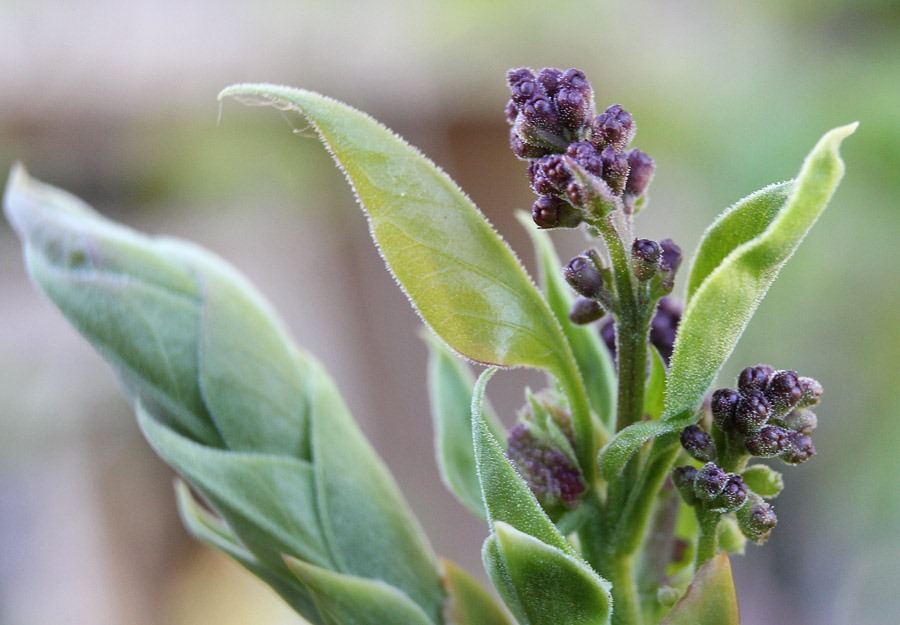 [120325_Syringa-vulgaris_02%255B3%255D.jpg]
