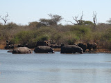 A few hippos and water buffaloes hanging out at a watering hole... this trip was right at the end of the winter, just at the end of the dry season, so most the animals had to regularly visit just a few watering holes in order to get the water they need. South Africa - 441.jpg