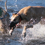 WaterDogs.jpg