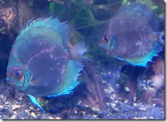 aquarium8