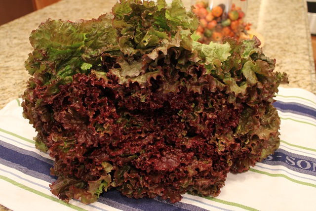 [LetsDish14143.jpg]