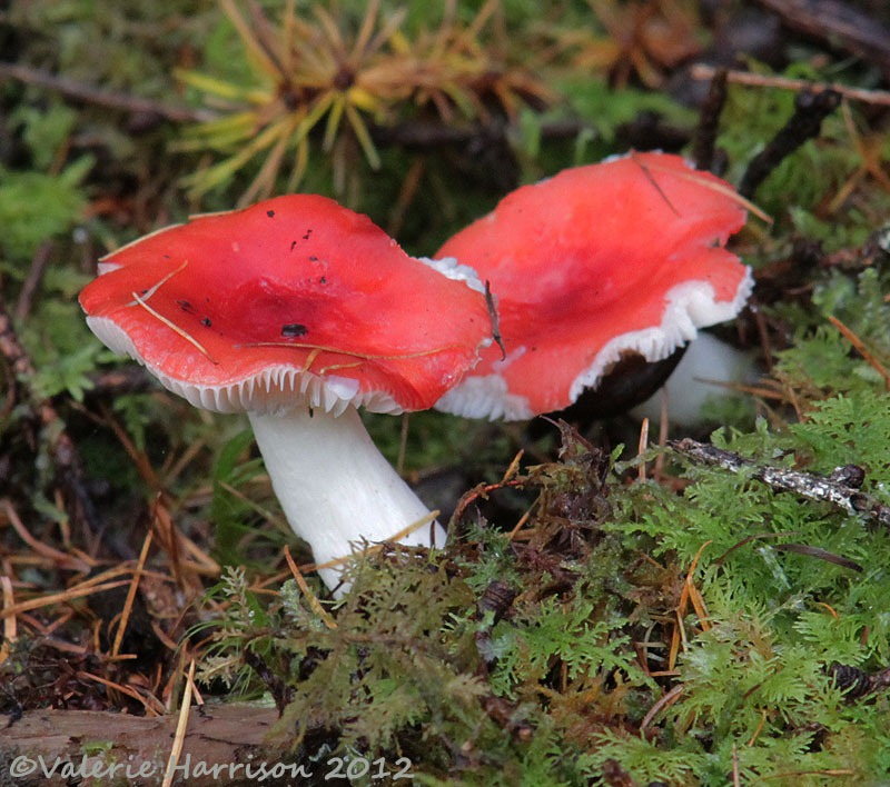 [13-sickener%2520Russula%2520emetica%255B2%255D.jpg]