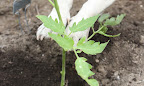 You want to be sure to plant tomatoes deeply to encourage better root formation.