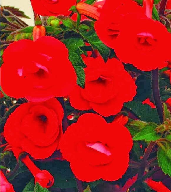 [Achimenes-Stans-Delight4.jpg]