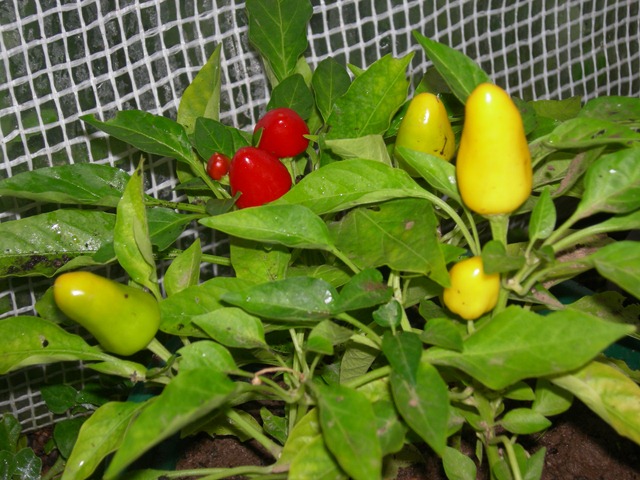 [DSCN5861%255B2%255D.jpg]