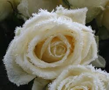 images (2) images (2)