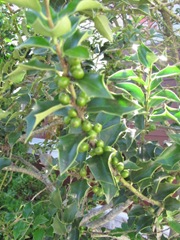 cape cod 6.12 green holly berries