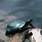 Parc de la Rivière-des-Mille-Îles
