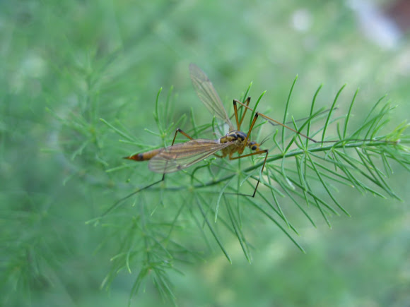 Spotting Image 1