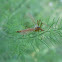 Crane Fly