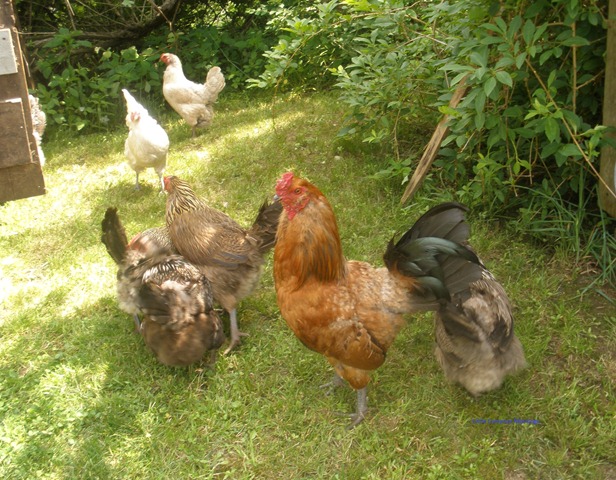 [Hens%2520and%2520rooster%255B4%255D.jpg]