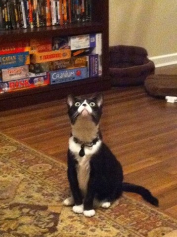 [funny-animals-haha-6%255B2%255D.jpg]