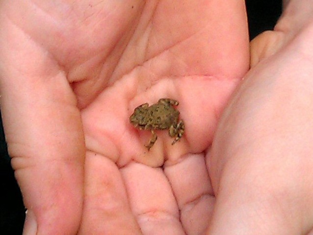 [Tiny%2520Toad%25202%255B3%255D.jpg]