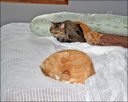 snuggles with orange cats snuggles with orange cats