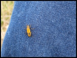 tiny yellow bug