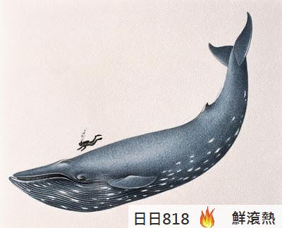巨大鯨屍 Sei Whale