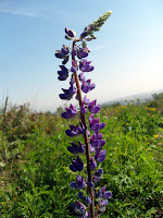 SDC18616.JPG Photo