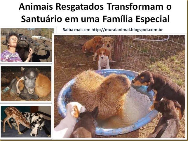 Animais Resgatados Transformam o Santuário em uma Família