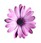 Purple flower Purple flower