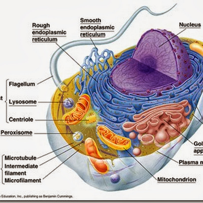 Struktur Sel Prokariotik dan Eukariotik