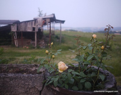 terrace roses