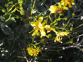 MountLaguna 011.jpg