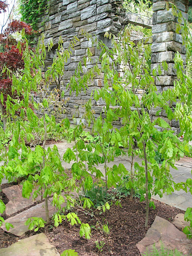 To make the new ruin feel old, the gardeners use lots of cool tricks, like this planting of oak seedlings. They dig seedlings of various ages and replant as necessary to maintain this look.