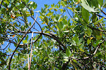 A bird of prey in a mangrove forest Trancoso, Brazil