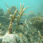 Staghorn coral