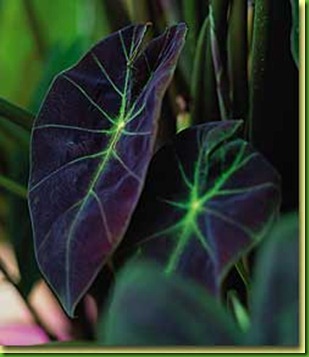 Colocasia antiquorum illustris Colocasia antiquorum illustris