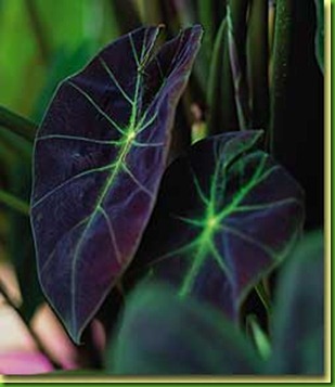 Colocasia antiquorum illustris