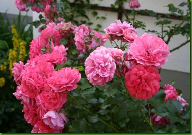 Rosa ELMSHORN Rosa ELMSHORN