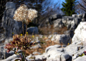 DSCN0574_resize.jpg