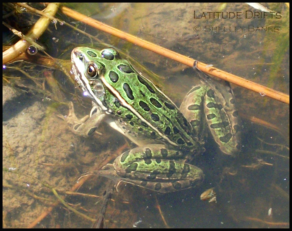 Prairie Nature Northern Leopard Frog Grasslands National Park