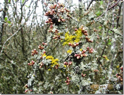 20130418 Mayfield J blackthorn & lichen(8)