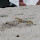 Creatures of the Outer Banks - NC