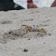 Ghost Crab