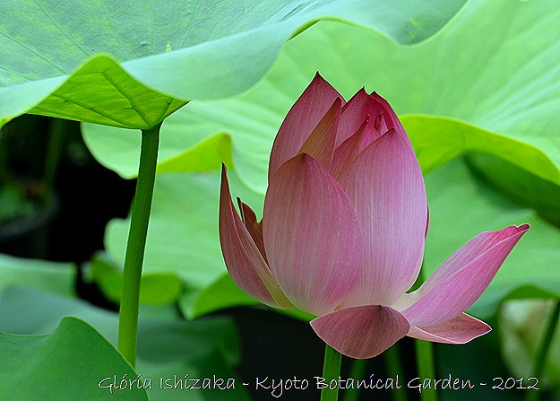 Glória Ishizaka - Flor de Lótus -  Kyoto Botanical Garden 2012 - 7