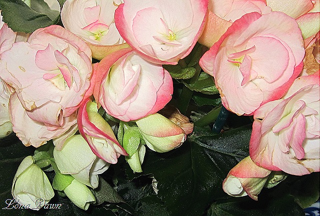 [Begonias_Pink%255B8%255D.jpg]
