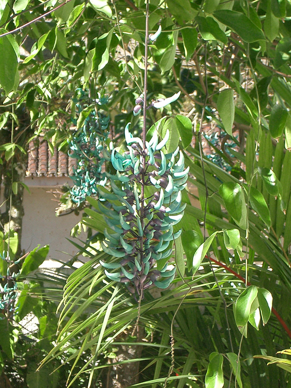 Pictures of Flores de jade e clerodendros. Picture number 3809121588. Photo by Pousada Pé na Areia - Charming, fully decorated sea facing chalets located on Boiçucanga beach, on São Paulo northern shore. Boiçucanga is a beach with calm waters and woundrous sunset, surrounded by the Atlantic Rainforest and by very good restaurants. There also is a complete services infrastructure that includes supermarkets and shopping malls. You can find all that and much more at “Pé na Areia” (aka “Esquina da Mentira”), the perfect place for spending your vacations and weekends, or even having your own house at the sea.