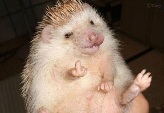 [viral-picdump-pics-25%255B2%255D.jpg]